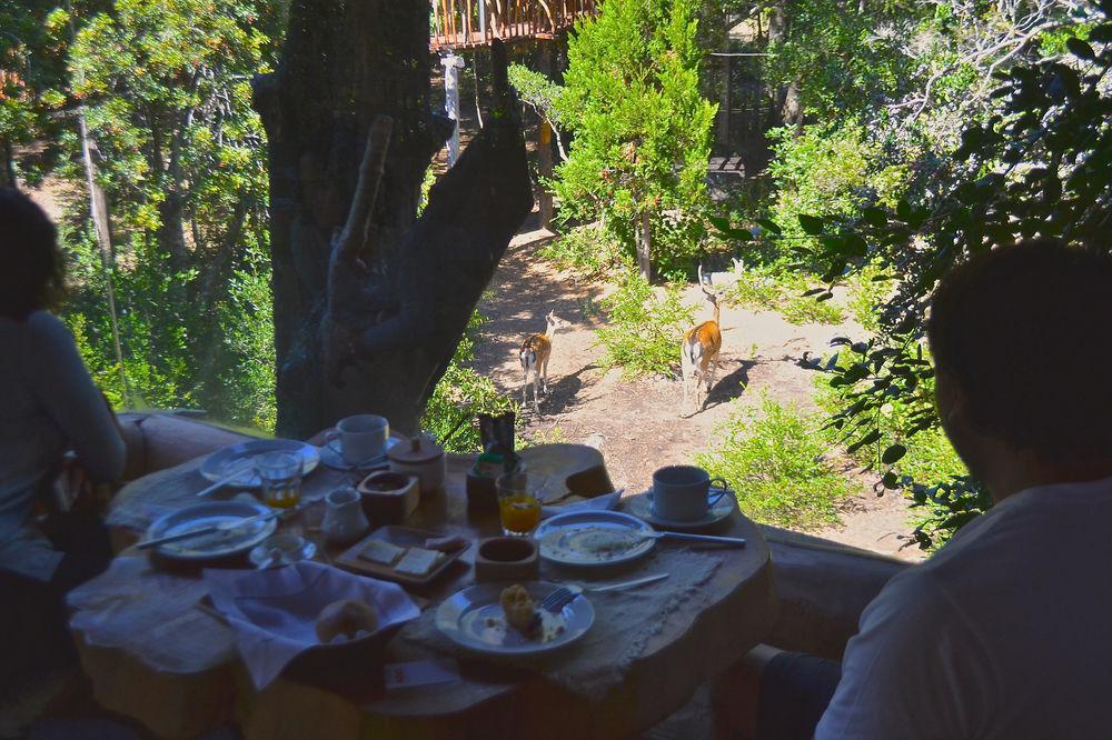 Tree Lodge Nidos De Pucón Eksteriør bilde
